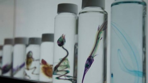 THE NEW WORLD TRANSPARENT SPECIMENS